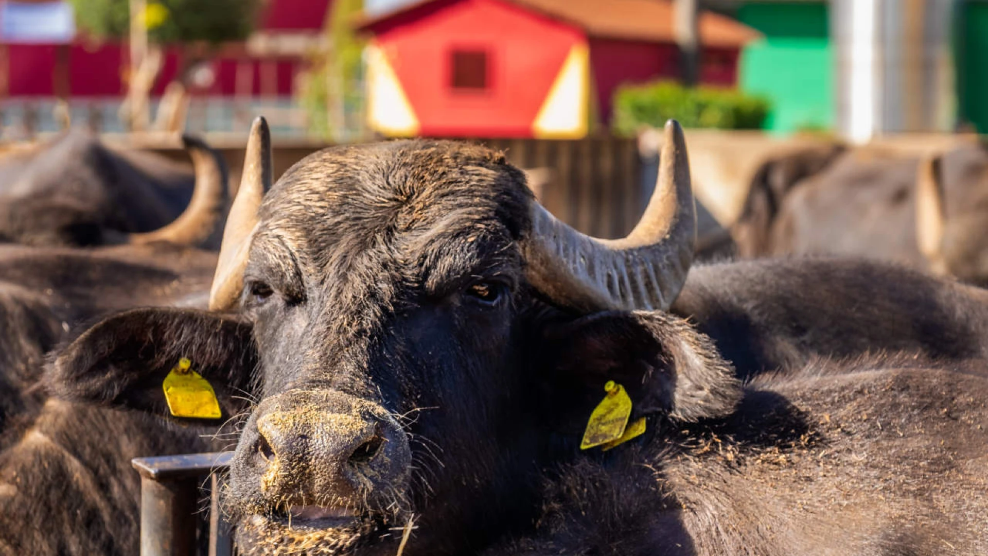Isernia "Brucellosi Free" dopo anni. La nota ufficiale di Asrem Molise.